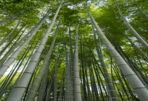 Recent posts. Bamboo Tree